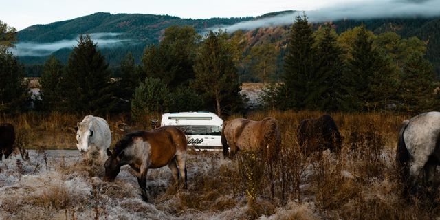 Hinter einer Weide mit Pferden steht ein Off Camper