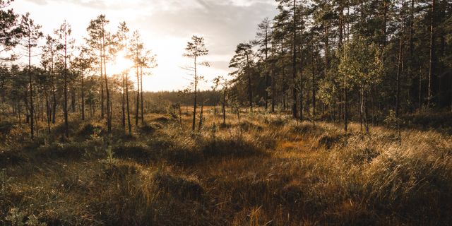 Schwedischer Wald