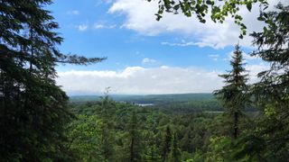 Blick von einem Tannenwald auf einen See im Hintergrund