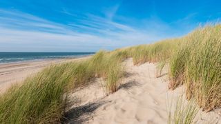 Dünen mit Gräsern vor dem Meer und strahlend blauem Himmel in Hintergrund in Holland am Strand