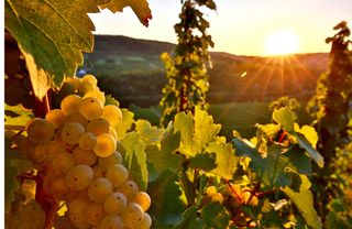 Nahaufnahme einer Weinrebe im Sonnenschein.