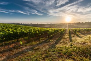 Weinberg in Italien.