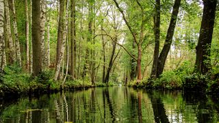 Fluss im Spreewald