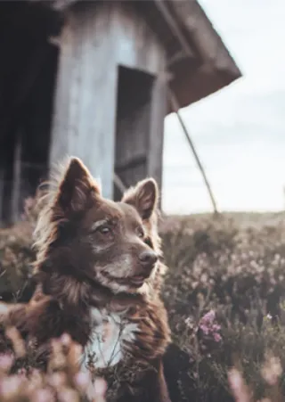 Dog on camping site in Lüneburg Heath